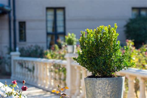 2 Gal Boxwood Baby Gem Season To Season Shop Our Plants J Berry