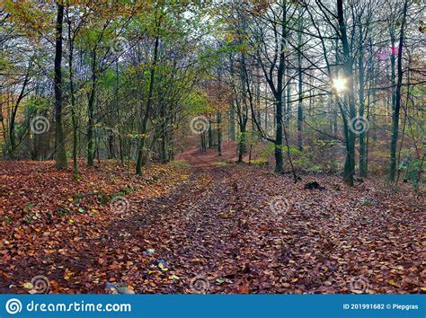 View Into A Vibrant And Colorful Autumn Forest With Fall Foliage And