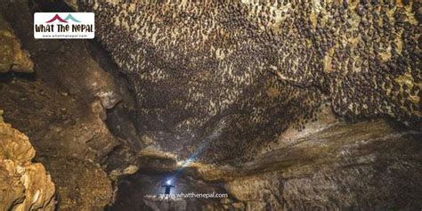 “exploring The Enchanting World Of The Bats Cave” What The Nepal