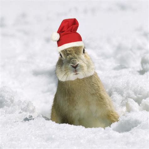 Rabbit In Snow Wearing Christmas Hat Photographic Print