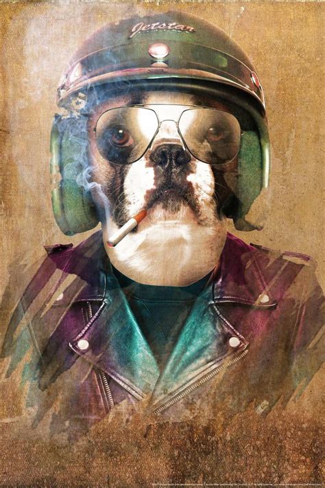 Smoking Frenchie Rider By Daveed Benito Dog Posters For Wall Funny Dog
