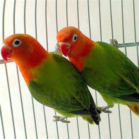 Pin By Gamal On Birds And Animals African Lovebirds