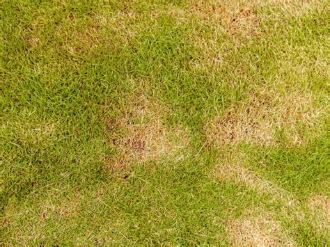 What Is The Best Fungicide For Zoysia Grass Metamusician