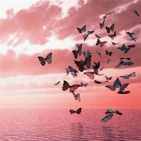 Maybe you would like to learn more about one of these? Pin by Amy on Butterflies ~☆~ | Pink sunset, Beautiful butterflies, Butterfly wallpaper