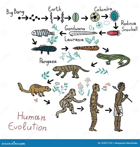 Human Evolution Illustration Stock Vector Illustration Of Epoch