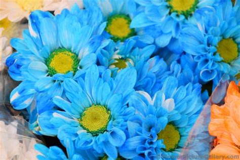 Light Blue Daisy Flowers With Many Petals And Crotchet