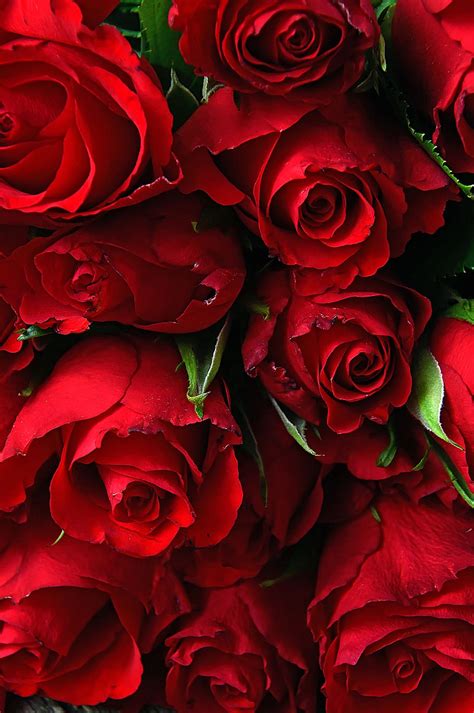 Hd Wallpaper Rose Valentines Valentines Day Romantic Romance