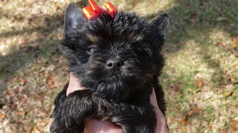 Rare Black Female Yorkshire Terrier Puppy Youtube