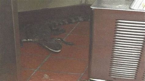 Florida Man Arrested For Tossing Alligator Into Wendys Drive Thru