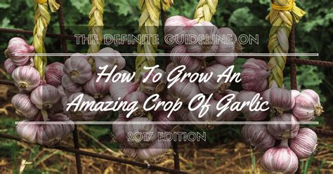 How To Grow Garlic Hydroponically The Definite Guideline 2018 Edition