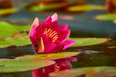28400 Red Water Lily Stock Photos Pictures And Royalty Free Images