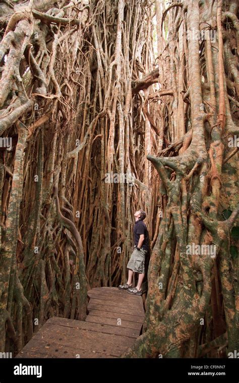 The Giant Fig Tree On The Atherton Tablelands Is A Popular Tourist