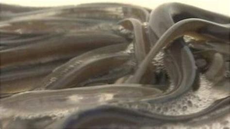 Japanese Eels On Endangered List Bbc News