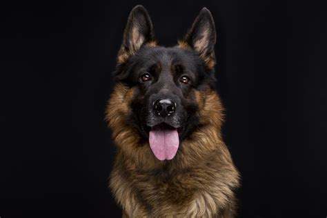 When Do German Shepherd's Ears Stand Up? - Top Dog Hub