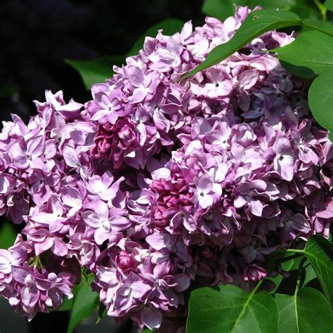 25 President Poincar Lilac Seeds Tree Fragrant Flowers Perennial Seed