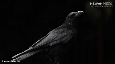 Mitos Kejawen Burung Gagak Sebagai Pemanggil Genderuwo Dan Perjudian