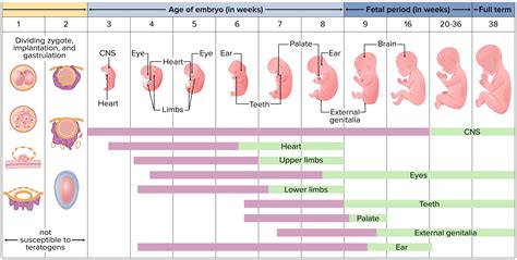 Prenatal And Postnatal Physiology Of The Neonate Concise Medical