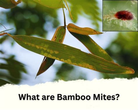 Do Bamboo Mites Bite Humans Best Answer Inhouseplant Your Ultimate