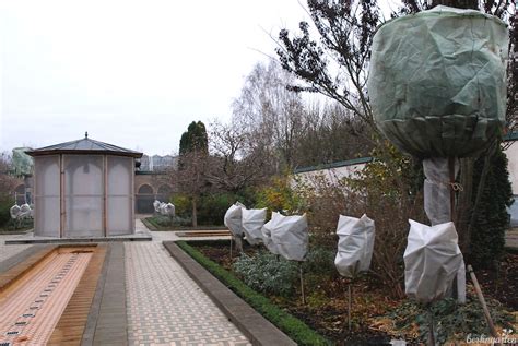 Sie ist mega pflegeleicht und indoor und outddor auch in unseren breitengraden super. Palmen im Garten: So kannst du sie überwintern - berlingarten