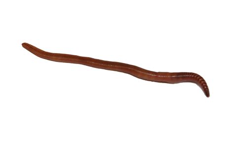 Earthworm Worm Png Transparent Image Download Size 2444x1629px