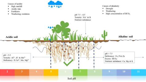 Alkalinization Of Soil