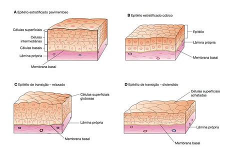 Tecido Epitelial Parte Tecido Epitelial Material De Enfermagem The