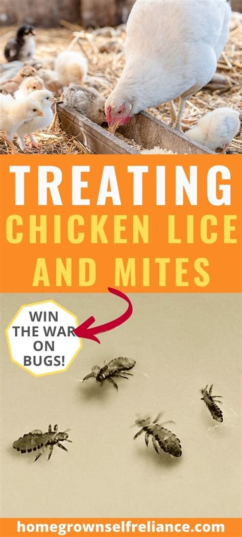 Treating Chicken Lice And Mites Homegrown Self Reliance In 2020