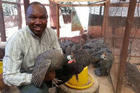 What A Farmer In Nyeri Has To Say About Guinea Fowl Farming Graduate