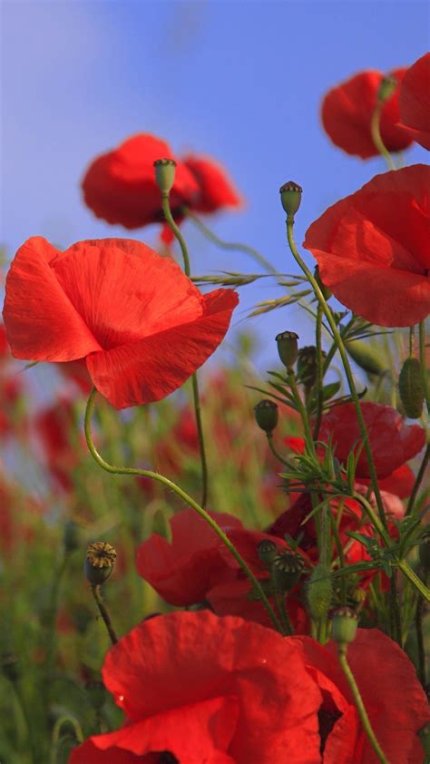 Red Poppies Wallpaper Iphone Android And Desktop