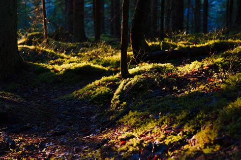 Tips For Better Forest Photography