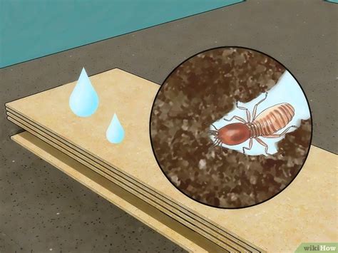 Termites de bois sec mange vos structures en bois jusqu'à ce identification des bois contre les termites à sec. 4 manières de se débarrasser des termites - wikiHow