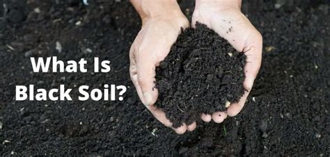 What Is Black Soil Everything You Need To Know About It
