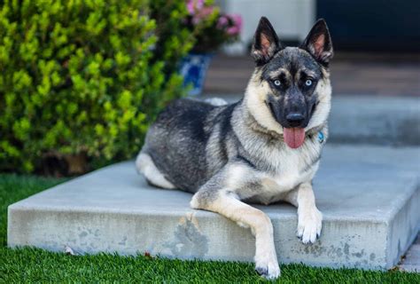 How Much Are German Shepherd Husky Mix Puppies