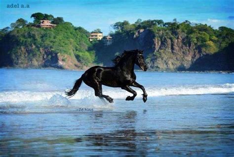 Friesian Galloping Through The Water Beautiful Horses Horses