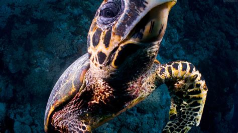 Download Turtle Sea Wallpaper 4k