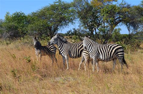 Zebras Wild Life Animals Africa Free Image