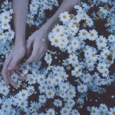 Daisies Flowers Grunge Hands Hipster Indie Photograph Vintage