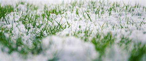 Preparing Your Lawn For Winter Precision Cutz Lawn Care