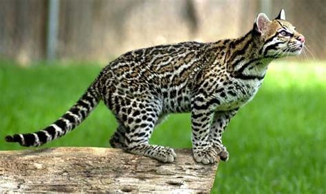 Ocelot Endangered Animals Facts Wildlife Pictures And
