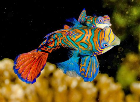 Top 10 Most Colorful And Beautiful Species Of Fish Page
