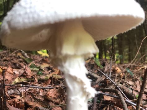 Need Help Identifying White Mushroom In Woods