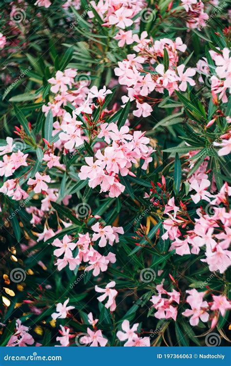 Oleander Flowers Are Pink During The Flowering Period Of The Plant