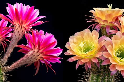 Facts About Cactus Flowers Best Flower Site