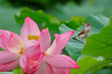Birds Sparrow Bird Flower Lotus Hd Wallpaper Peakpx