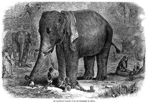 India Elephant 1863 Photograph By Granger Pixels
