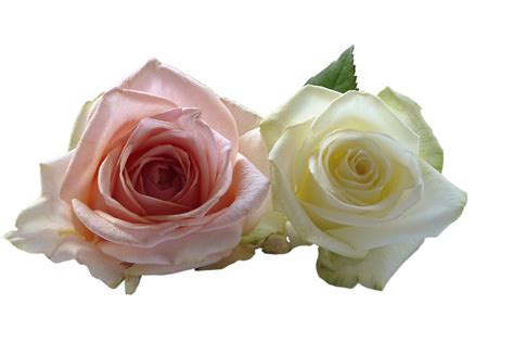 Download Pinkand White Roses Transparent Backgroundpng