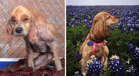 15 Before And After Photos Of Rescued Dogs Faith In
