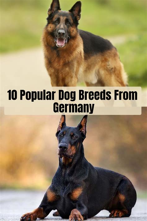 10 Popular Dog Breeds From Germany Dog Breeds Popular Dog Breeds Dogs