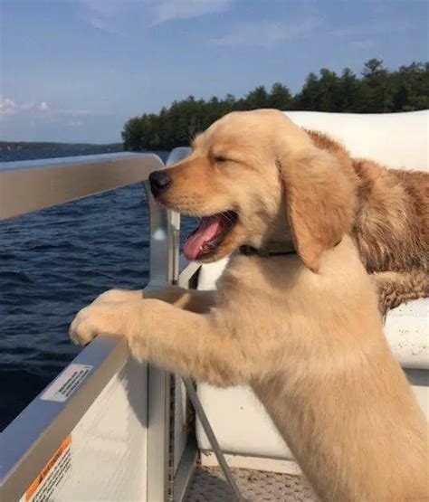 10 Funny Pictures Showing The True Temperament Of Golden Retrievers