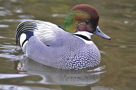Male Falcated Teal Duck Teal Duck Bird Feathers Beautiful Birds